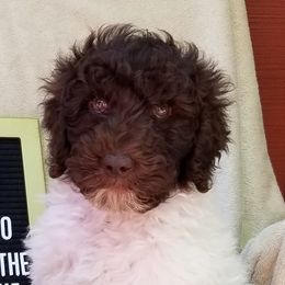 Dachshunds and Labradoodles from Fritz Family Friends