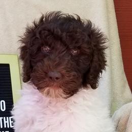 Dachshunds and Labradoodles from Fritz Family Friends