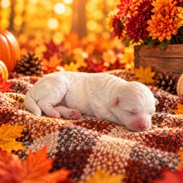 Daisey - White female Cavapoo puppy in Myrtle Beach, South Carolina from Colorful-K9'S