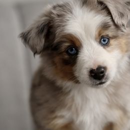 Australian Shepherd, Miniature American Shepherd, Miniature Australian Shepherd, and Toy Australian Shepherd Puppies from Painted Blue Aussies