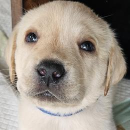 Labrador Retriever Puppies from Majestic Forrest Labradors
