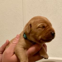 Teal - Yellow female Labrador Retriever puppy in Newaygo, Michigan from Royal Oak Gundogs