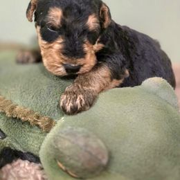 Boy 1 - Black and tan male Airedale Terrier puppy in Willow Spring, North Carolina from Reydaleterrydale Airedales