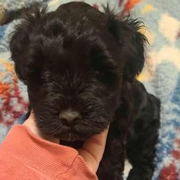Leia - Black female Miniature Schnauzer puppy in Graham, Washington from Kristy's French Bulldogs & Mini Schnauzers
