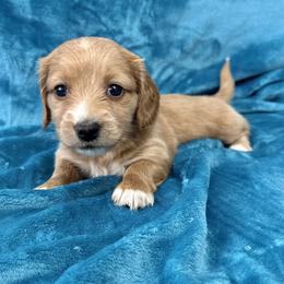 Chimay - Red female Dachshund puppy in Memphis, Tennessee from River City Doxies