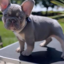French Bulldogs from North Area French Bulldogs