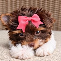 Pumpkin - Tan and white female Yorkshire Terrier puppy in Jacksonville, Florida from Yorktown Yorkies