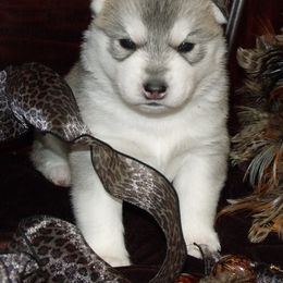 Shiba Inu and Siberian Husky Puppies from Mirage Siberians