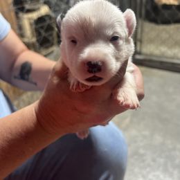 Male 2 - Black and white male Cardigan Welsh Corgi puppy in Buskirk, New York from Hana-K’s Cardigan Welsh Corgis