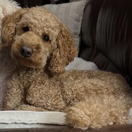 Poppy - Goldendoodle