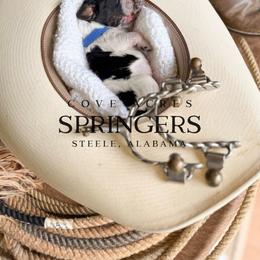 Blue Duck - Black white and tan male English Springer Spaniel puppy in Steele, Alabama from Cove Acres Springers