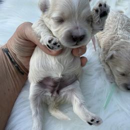 Honey - Apricot female Maltipoo puppy in Fredericktown, Missouri from Doodle Pups Fur-Ever