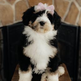 'Lady' Purple Collar Female - Tri-color female Bernedoodle puppy in Kamas, Utah from A + E Farms