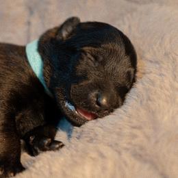 Margaery - Fawn female Belgian Malinois puppy in Baltimore, Maryland from Abenteurer German Shepherds & Belgian Malinois