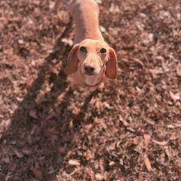 Daisy - Dachshund