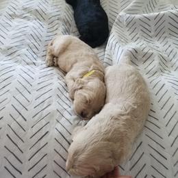 Bernedoodle and Goldendoodle Puppies from Cookies and Cream Doodles