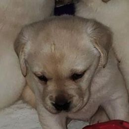 Labrador Retriever Puppies from Andover Meadow Farm