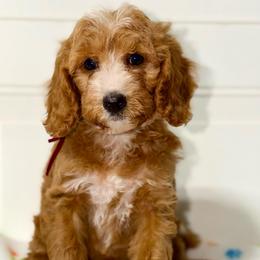 Surge - Red  female Goldendoodle puppy in Beecher, Illinois from Erica’s Doodles