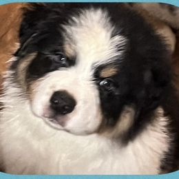 Australian Shepherds from Emerald Coast Australian Shepherds