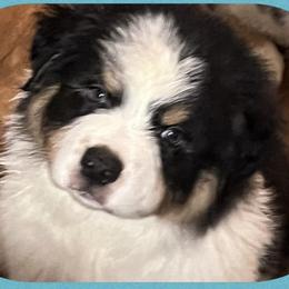 Australian Shepherds from Emerald Coast Australian Shepherds