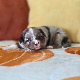Pumpkin pie - Blue merle female Miniature Australian Shepherd puppy in Killen, Alabama from Wilkers Wholehearted Mini Aussies