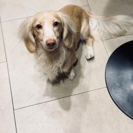 Tommi - Cream male Dachshund puppy in Baton Rouge, Louisiana from Bayou d’ Elara Dachshunds