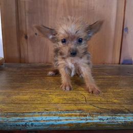 Ian - Tan male Yorkshire Terrier puppy in Terrell, Texas from Ashley Nicole Ranch