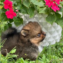 Pomeranian Puppies from petticoatpoms