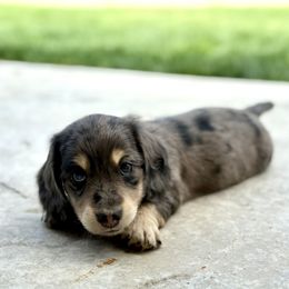 Dachshund Puppies from Gem State Mini Dachshunds