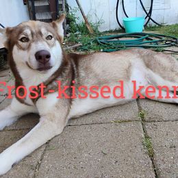 Sissy - Siberian Husky