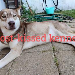 Sissy - Siberian Husky