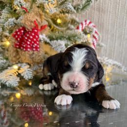 Annabelle - Tri-color female Bernedoodle puppy in Lowry City, Missouri from Cooper Creek Puppies
