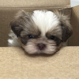 Maximus - Liver male Shih Tzu puppy in Valley Mills, Texas from Busch Pups