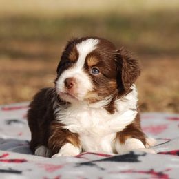 Miniature Australian Shepherd Puppies from Another Day Kennel at Cassel Ranch