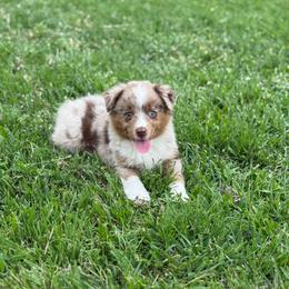 Sierra Plains Jolene - female Miniature Australian Shepherd puppy in Waxahachie, Texas from Forever Holmes Aussies