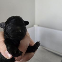 Maltipoo Puppies from Fasnacht Fuzzy Maltipoos LLC