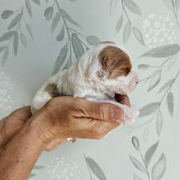 Alexander Hamilton - Blenheim male Cavapoo puppy in Pleasant Grove, Utah from Canterbury Canines