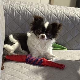 Angel - Chihuahua