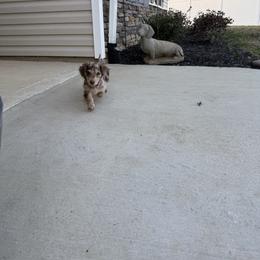 Nestlé - Dachshund