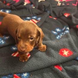 Boy 1 - Chocolate and tan male Dachshund puppy in Victorville, California from Wirz’s Weens