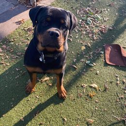 Rottweiler Puppies from Lori's Rottweilers
