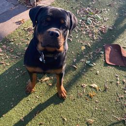 Rottweiler Puppies from Lori's Rottweilers