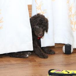 Poodle Puppies from RK'S Pets