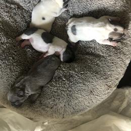 French Bulldog Puppies from French Blu’s