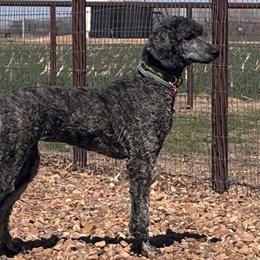 Elphaba - Poodle
