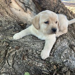 Blue - Yellow male Labrador Retriever puppy in Paulden, Arizona from Carefree Samoyeds & Deserthills Labradors