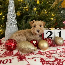 Miniature Schnauzer Puppies from A.R Miniature Schnauzers