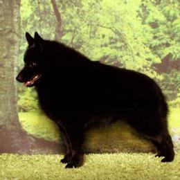 Schipperke All Grown Up from Safari Schipperkes