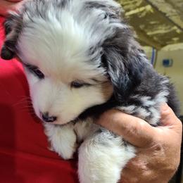 Miniature Australian Shepherd and Toy Australian Shepherd Puppies from Beasley Acres Aussies