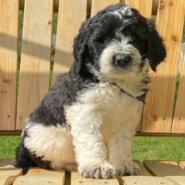 Aussiedoodles and Saint Berdoodles from Whispering Valley Doodles and More
